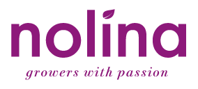 Nolina Kwekerijen