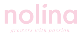 Nolina Kwekerijen