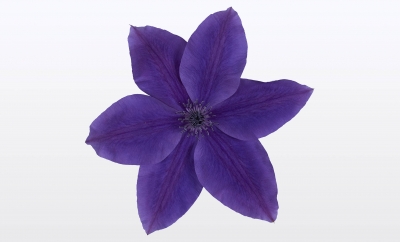Nolina Clematis | Garland® Blue
