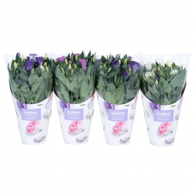 Nolina | Lisianthus