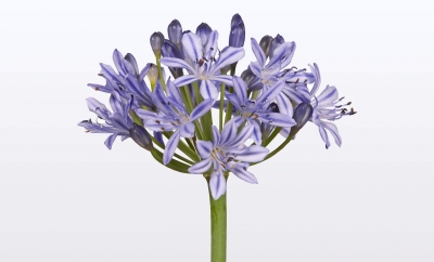 Nolina Agapanthus | Summer Love­™ Blue 24 cm