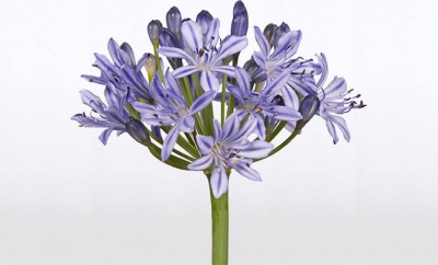 Nolina Agapanthus |  Summer Love Blue™