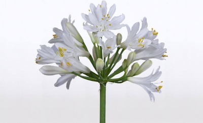 Nolina Agapanthus |  Summer Love White™