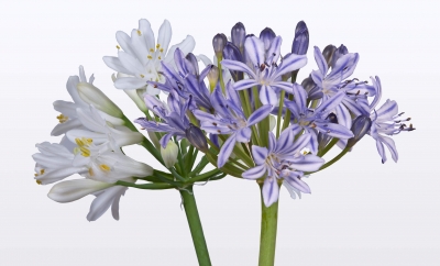 Nolina Agapanthus | Summer Love­™ Duo 19 cm