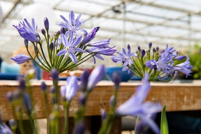 Nolina | Agapanthus®