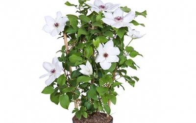 Nolina Clematis | Boulevard® 