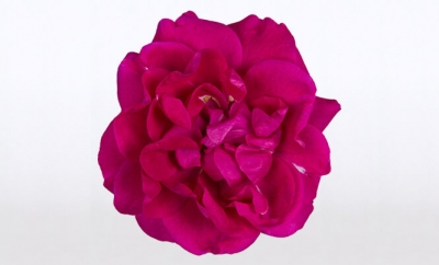 Nolina Roses | Castle® Deep Pink