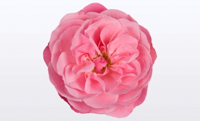 Nolina Roses | Castle® Light Pink
