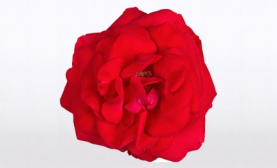 Nolina Roses | Castle® Red