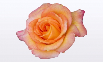 Nolina Roses | Castle® Orange 