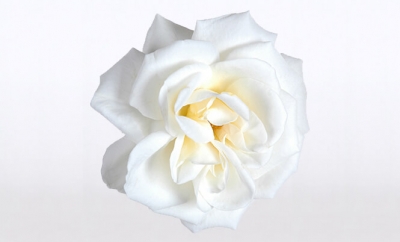 Nolina Roses | Castle® White