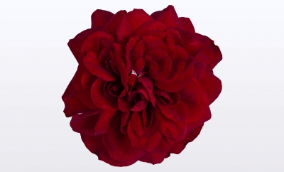 Nolina Roses | Castle Red