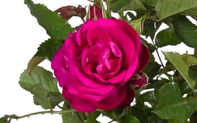 Nolina Roses  | Castle® 