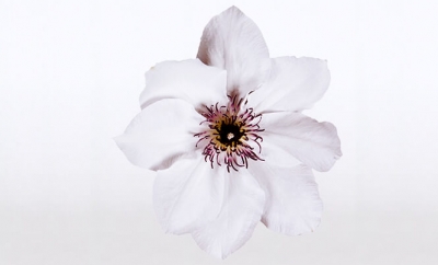 Nolina Clematis | Boulevard® White