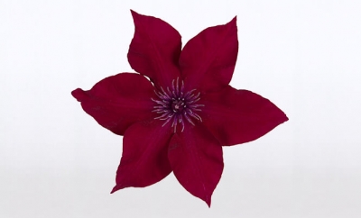 Nolina Clematis  | Boulevard® Red