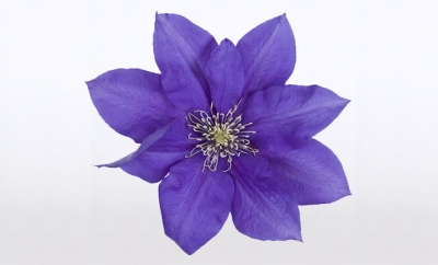 Nolina Clematis | Boulevard® Blue