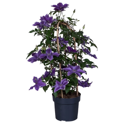 Nolina | Clematis