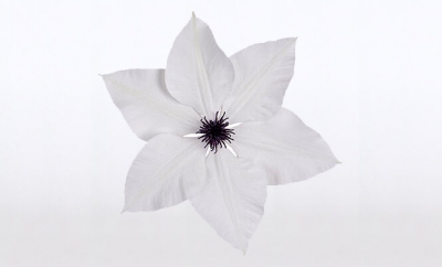 Nolina Garland | Garland® White 
