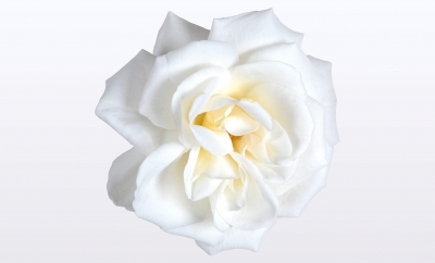 Nolina Roses | Courtyard® White