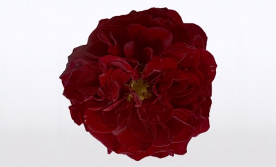 Nolina Roses | Courtyard® Red