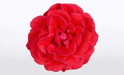Nolina Roses | Courtyard® Orange