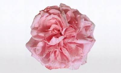 Nolina Roses | Courtyard® Light Pink