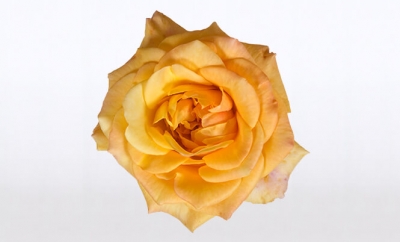 Nolina Roses | Courtyard® Yellow