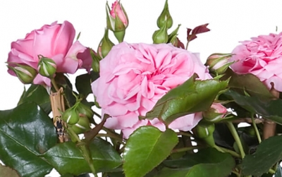 Nolina Roses | Courtyard® 