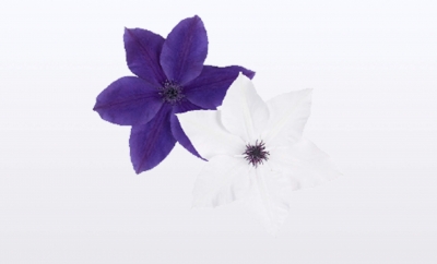 Nolina Clematis | Garland® Duo