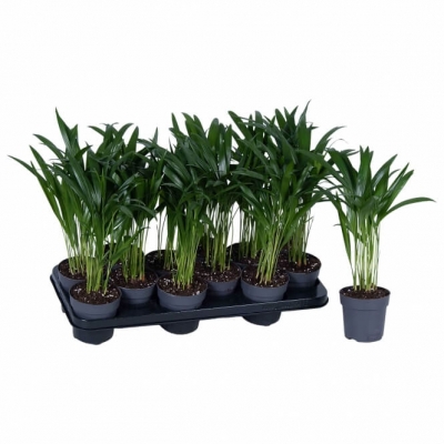 Nolina | Dypsis Lutescens