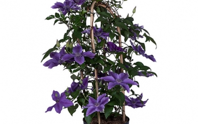 Nolina Clematis | Garland® 