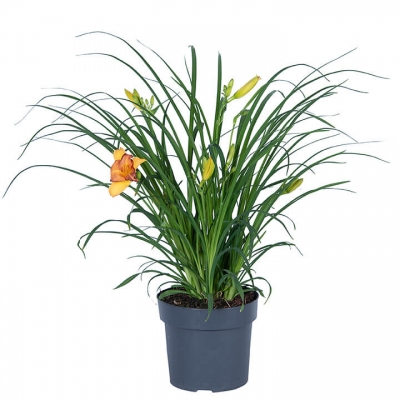 Nolina | Hemerocallis