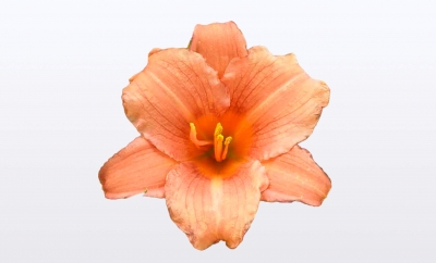 Hemerocallis EveryDaylily® Collection - Light Pink