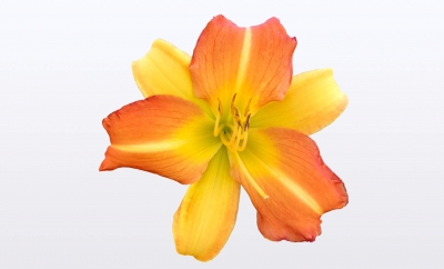 Hemerocallis EveryDaylily® Collection - Orange