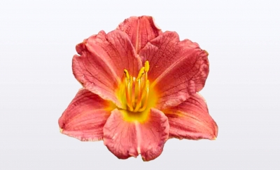 Hemerocallis EveryDaylily® Collection - Red
