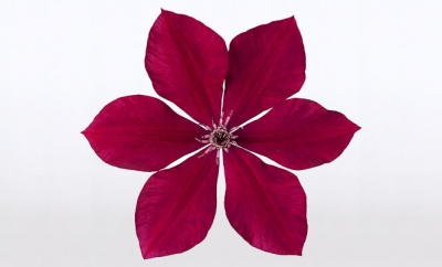 Nolina Clematis | Garland® Red