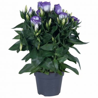 Lisianthus | Carmen Collection - Blue Rim