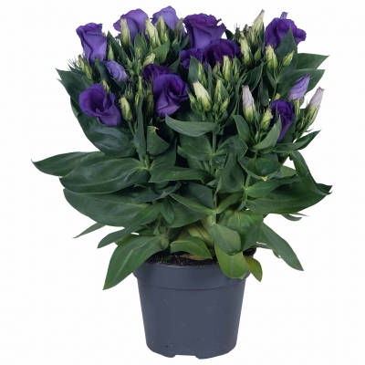 Lisianthus | Carmen Collection - Blue