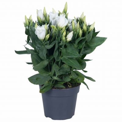 Lisianthus | Carmen Collection - White