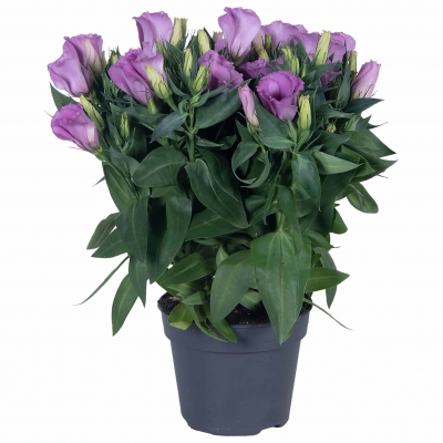 Lisianthus | Carmen Collection - Lilac