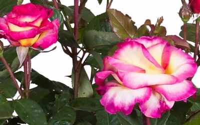 Nolina Roses | National Parks® 