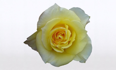Nolina Roses | National Parks® Yellow