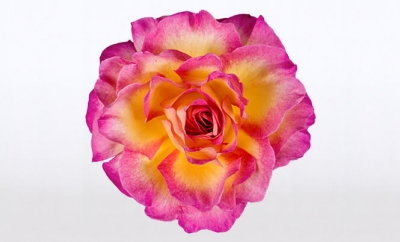 Nolina Roses | National Parks® Gorgeous™