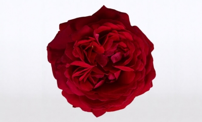 Nolina Roses | National Parks® Red