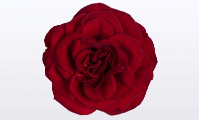 Nolina Roses | Victory®  Red st. 1-2