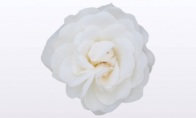 Nolina Roses | National Parks® White