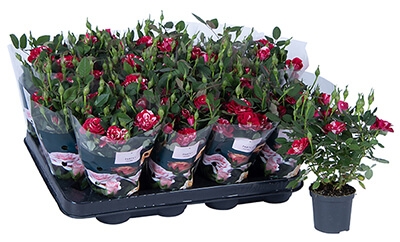 Nolina Roses | Party® Gigi™