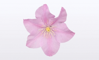 Nolina Clematis | Boulevard® Pink