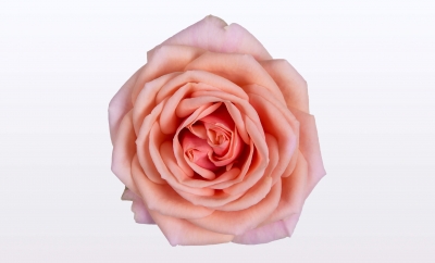 Nolina Roses | Victory® Peach st. 1-2