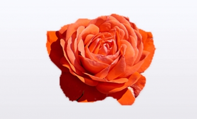 Nolina Roses | National Parks® Orange